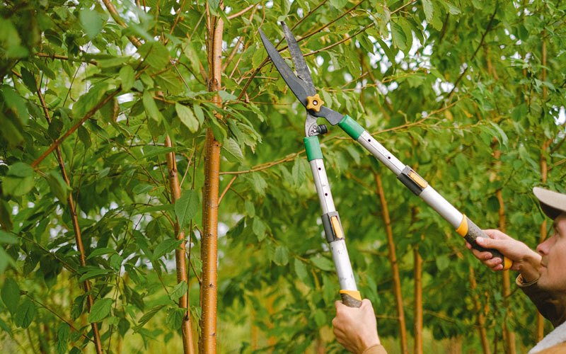 Tree trimming in Warrenton, OR